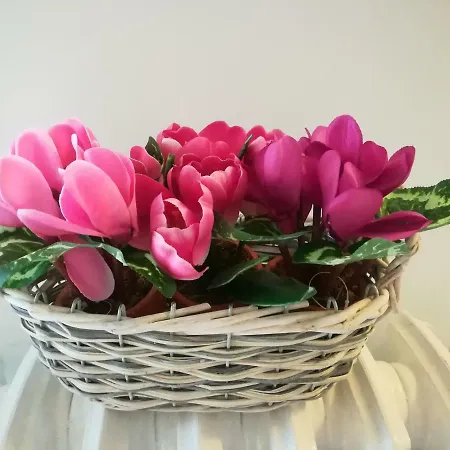 David House Διαμέρισμα *